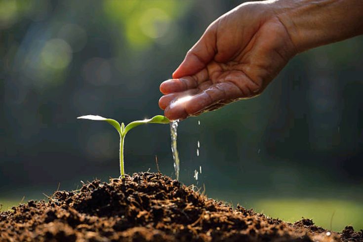Forestry Development Authority Insights